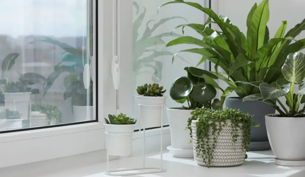 Plantas y accesorios Plantas y accesorios